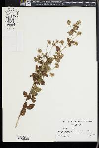 Lespedeza hirta image