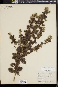 Lespedeza hirta image