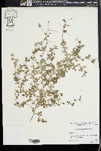 Lespedeza procumbens image