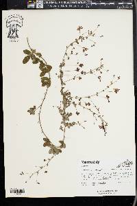 Lespedeza procumbens image