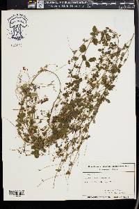 Lespedeza procumbens image