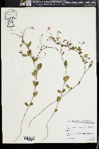 Lespedeza repens image