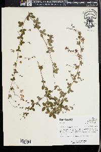 Lespedeza repens image