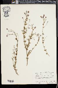 Lespedeza violacea image