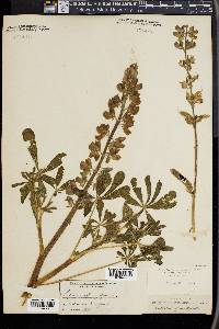 Lupinus affinis image