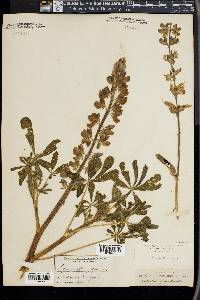 Lupinus affinis image