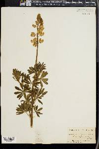 Lupinus albicaulis image