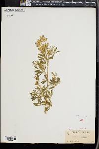 Lupinus arboreus image