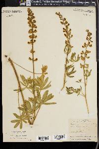 Lupinus calcaratus image