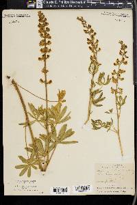 Lupinus calcaratus image