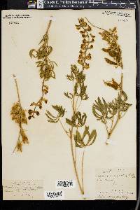 Lupinus calcaratus image