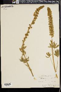 Lupinus canescens image