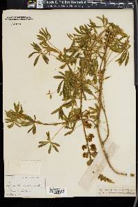 Lupinus chamissonis image