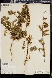 Lupinus hirsutissimus image