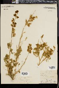 Lupinus holosericeus image