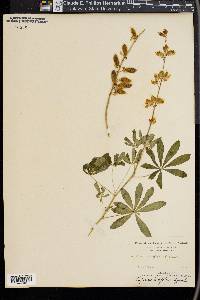 Lupinus latifolius image