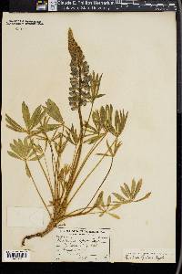 Lupinus lepidus image