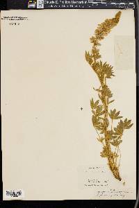 Lupinus lyallii image