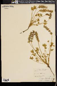 Lupinus minimus image