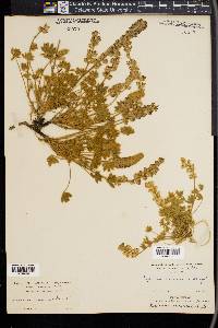 Lupinus minimus image