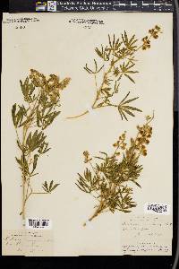 Lupinus parviflorus image