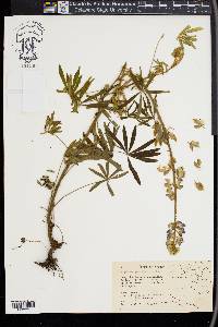 Lupinus persistens image