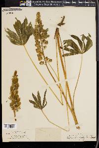 Lupinus polyphyllus image