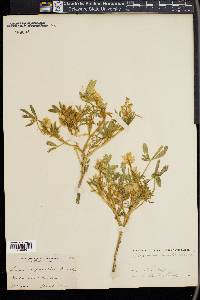 Lupinus pusillus image