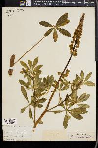 Lupinus rivularis image