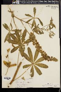 Lupinus rivularis image