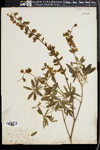 Lupinus rivularis image