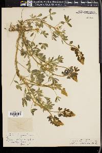 Lupinus subcarnosus image