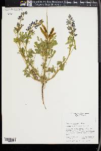 Lupinus texensis image