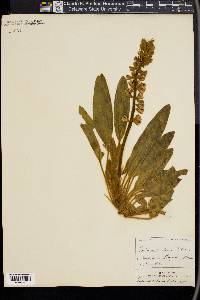 Lupinus villosus image