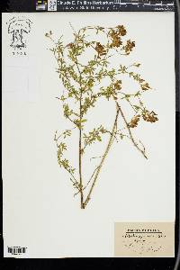 Medicago sativa subsp. sativa image