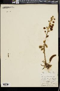 Mimosa berlandieri image