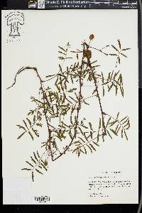 Mimosa strigillosa image