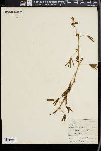 Mimosa pudica image
