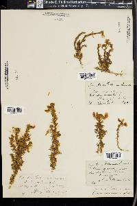 Ononis natrix image