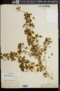 Parkinsonia florida image