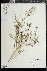 Parkinsonia microphylla image