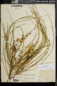 Parkinsonia aculeata image