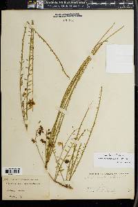 Parkinsonia aculeata image