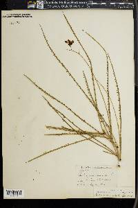 Parkinsonia aculeata image