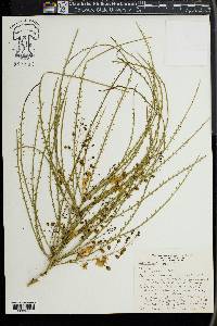 Parkinsonia aculeata image