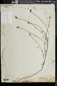 Petalostemon gracile image