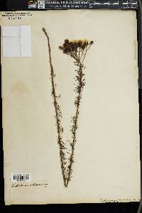 Petalostemon corymbosus image