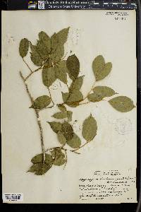 Myroxylon balsamum image