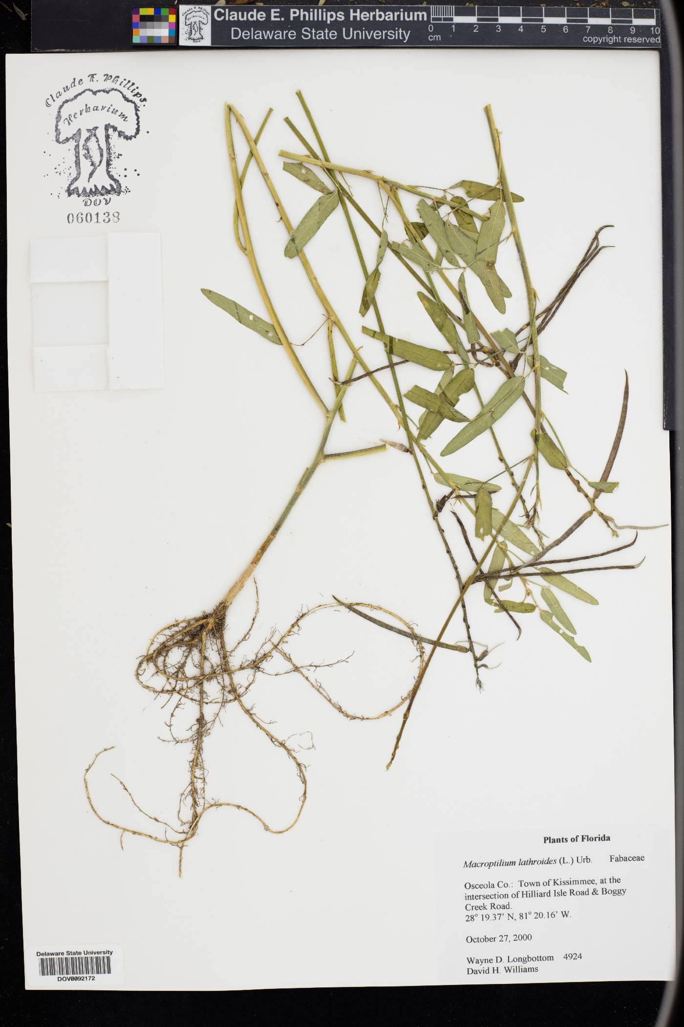 Phaseolus lathyroides image