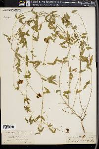 Phaseolus sinuatus image